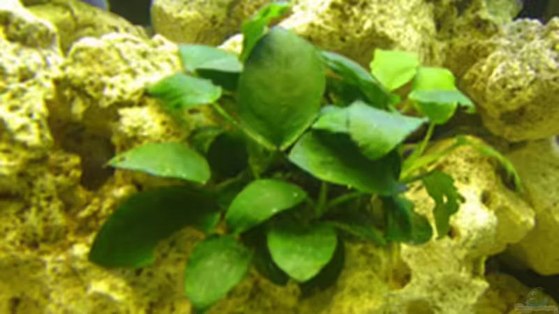 Pflanzen im Aquarium Becken 3149 von Marzena & Christian Frenz (4)