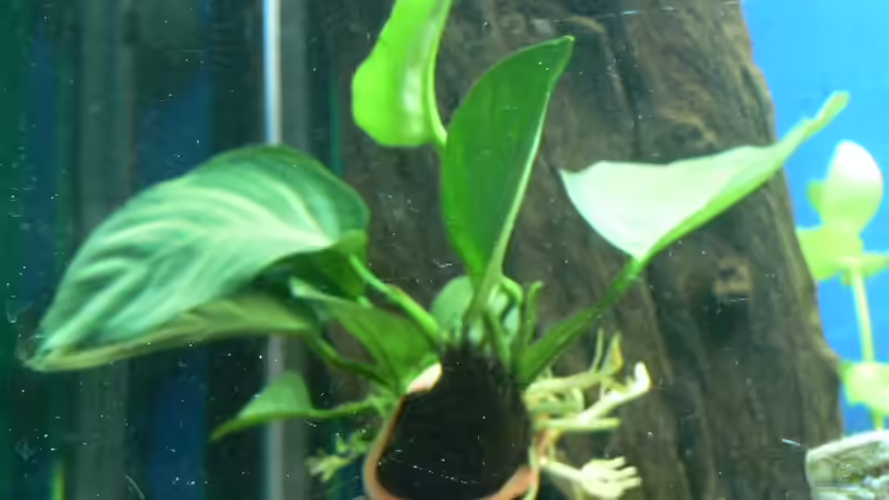 Pflanzen im Aquarium Becken 3177 von Peter Giesbrecht (10)