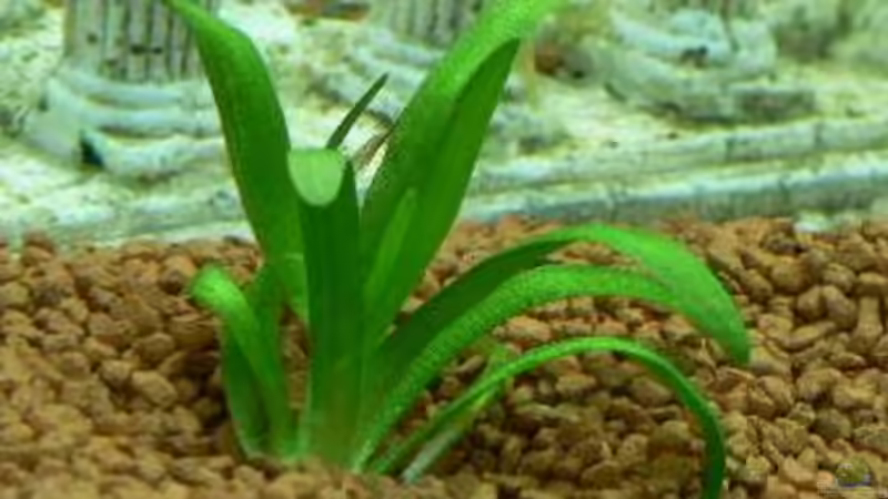 Pflanzen im Aquarium Becken 3177 von Peter Giesbrecht (5)