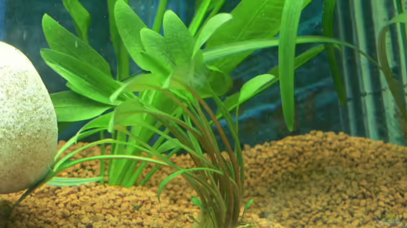 Pflanzen im Aquarium Becken 3177 von Peter Giesbrecht (7)