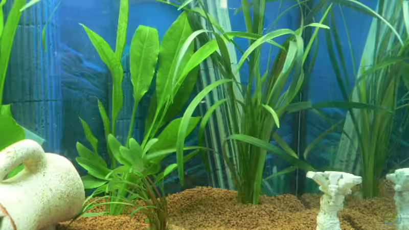 Pflanzen im Aquarium Becken 3177 von Peter Giesbrecht (8)