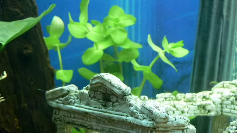 Pflanzen im Aquarium Becken 3177 von Peter Giesbrecht (9)