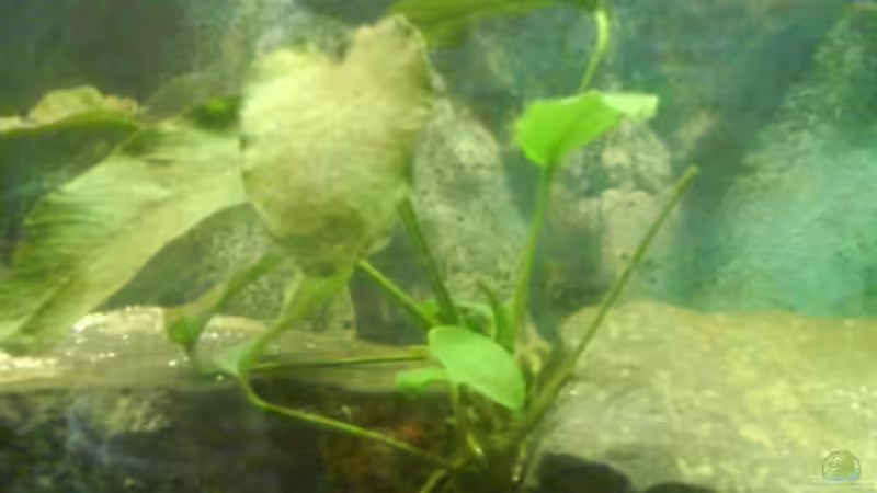 Pflanzen im Aquarium Becken 3183 von Heikos-Malawizucht (3)