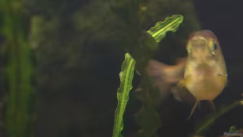 Pflanzen im Aquarium Becken 31908-Aufgelöst von LaFrieda (10)