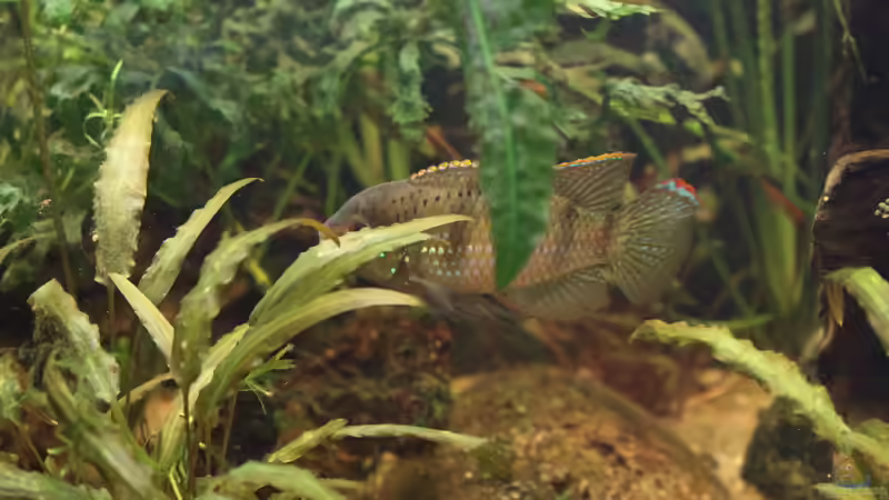 Pflanzen im Aquarium Becken 31908-Aufgelöst von LaFrieda (12)