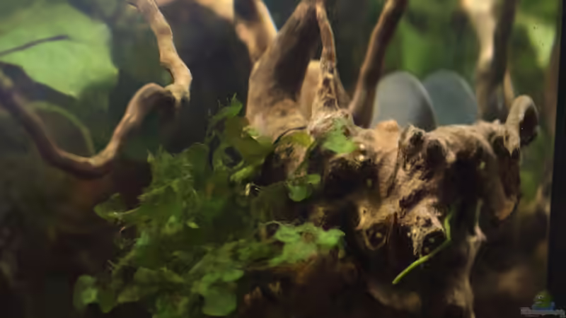 Pflanzen im Aquarium Becken 31908-Aufgelöst von LaFrieda (13)