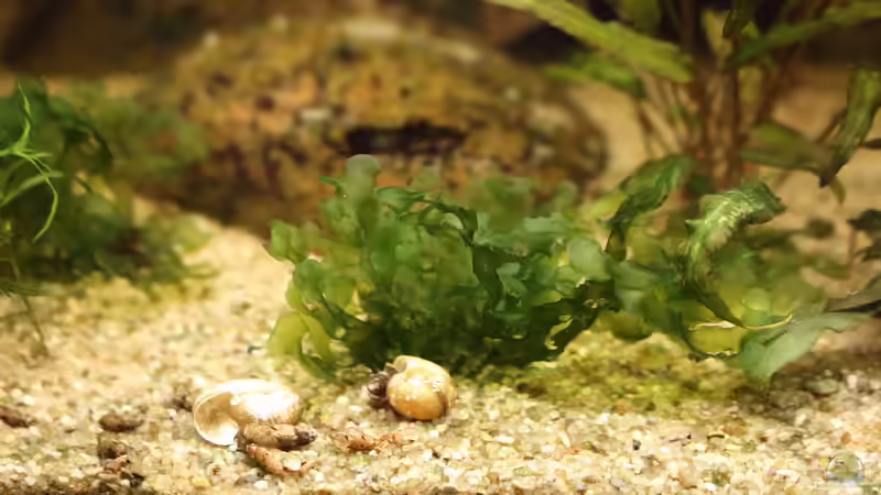 Pflanzen im Aquarium Becken 31908-Aufgelöst von LaFrieda (14)