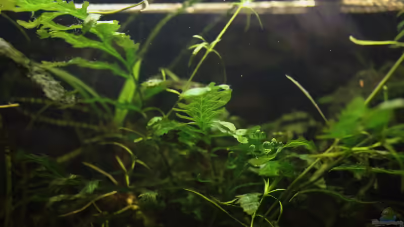 Pflanzen im Aquarium Becken 31908-Aufgelöst von LaFrieda (8)