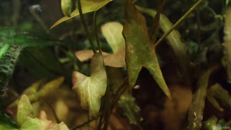 Pflanzen im Aquarium Becken 31908-Aufgelöst von LaFrieda (9)