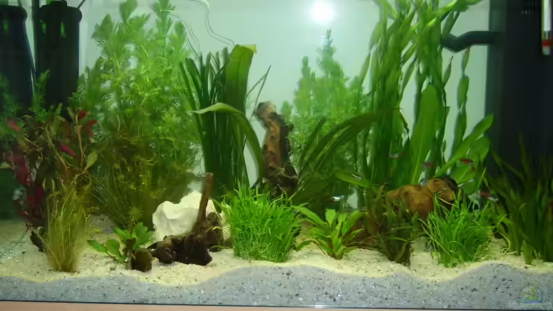 Pflanzen im Aquarium Becken 3194 von Sabine Lindemann (3)