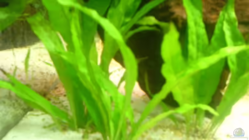 Pflanzen im Aquarium Becken 3216 von Roland Höck (5)