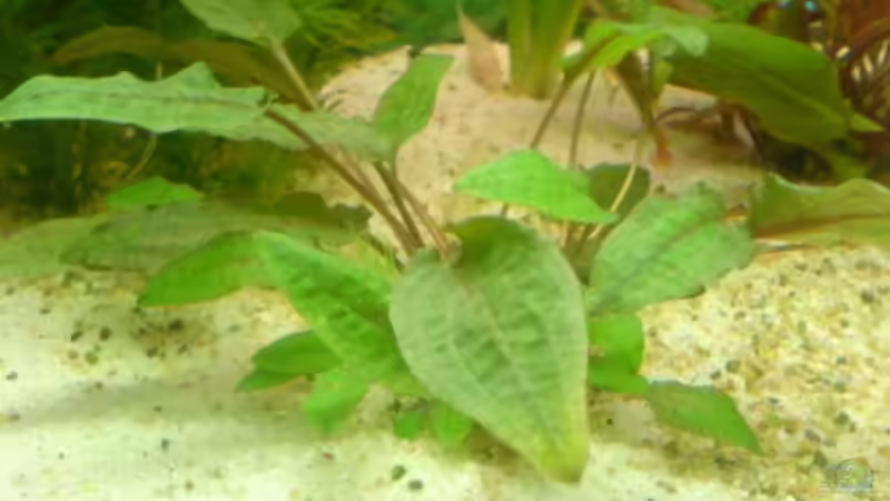 Pflanzen im Aquarium Becken 3216 von Roland Höck (6)