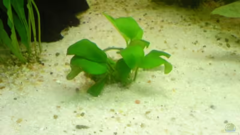 Pflanzen im Aquarium Becken 3216 von Roland Höck (7)