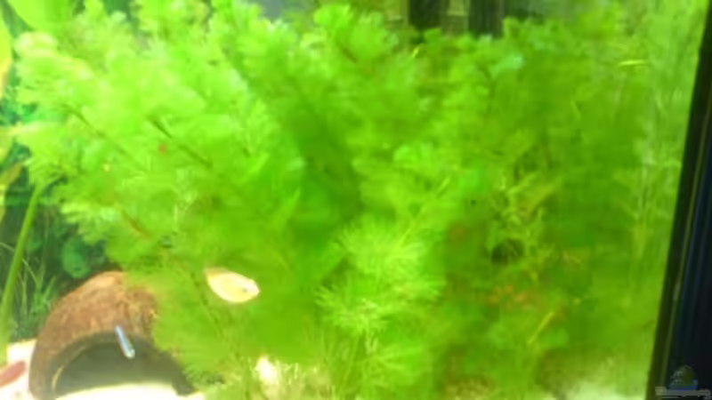 Pflanzen im Aquarium Becken 3216 von Roland Höck (8)