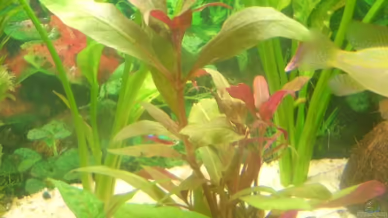 Pflanzen im Aquarium Becken 3216 von Roland Höck (9)