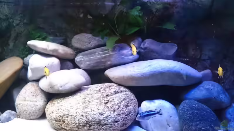 Pflanzen im Aquarium Becken 32164 von Lake Malawi (2)