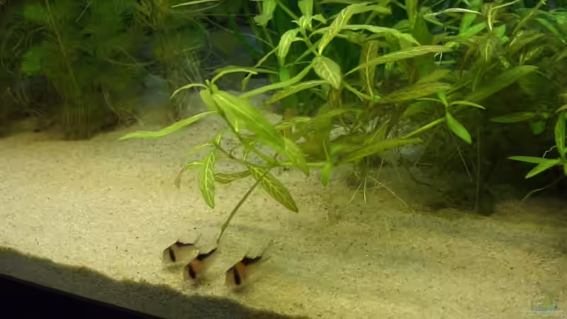 Pflanzen im Aquarium Becken 3217 von Susanne Reinecke (5)