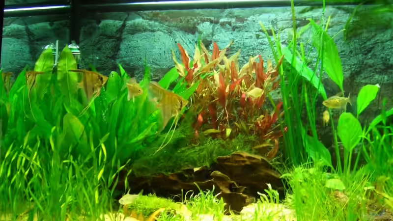 Pflanzen im Aquarium Becken 3217 von Susanne Reinecke (6)