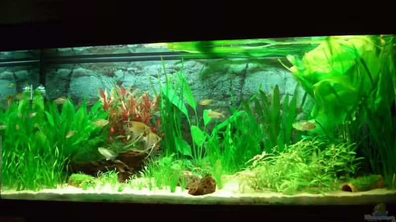 Pflanzen im Aquarium Becken 3217 von Susanne Reinecke (7)