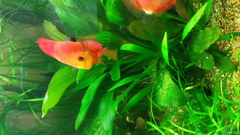 Pflanzen im Aquarium Becken 32206 von nawaro (8)