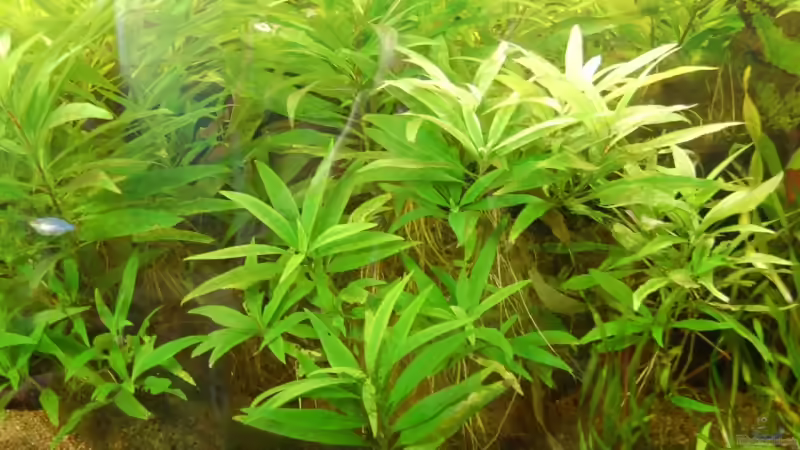 Pflanzen im Aquarium Becken 3229 von Sebastian.. (14)