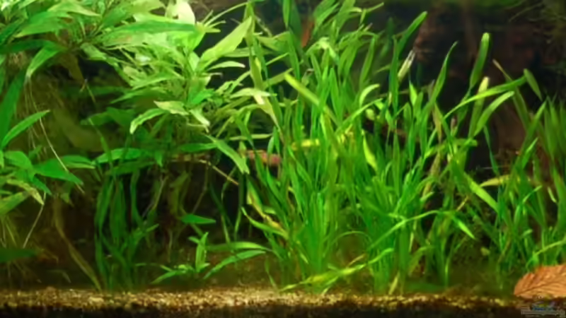 Pflanzen im Aquarium Becken 3229 von Sebastian.. (15)