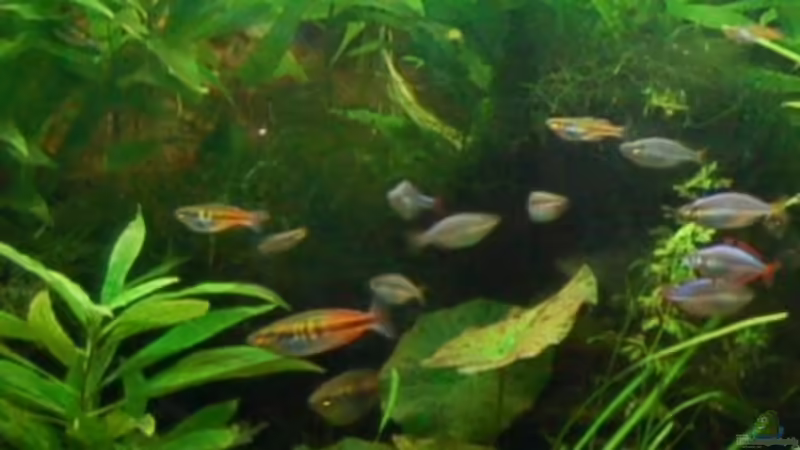 Pflanzen im Aquarium Becken 3229 von Sebastian.. (16)