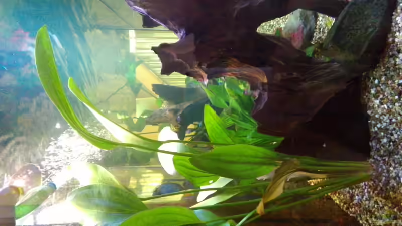 Pflanzen im Aquarium Becken 32360 von Kunibert Schäfer (5)