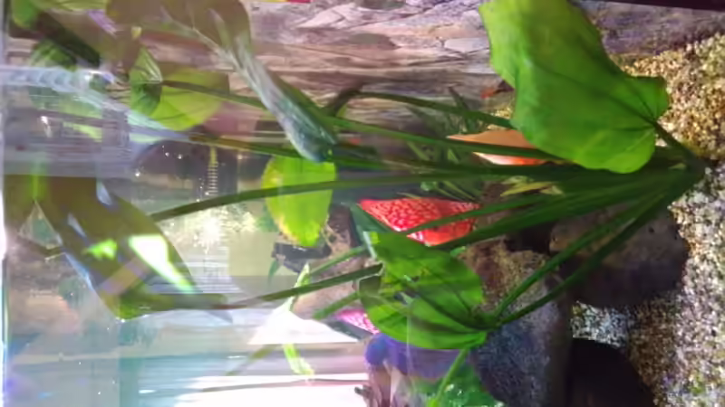 Pflanzen im Aquarium Becken 32360 von Kunibert Schäfer (6)