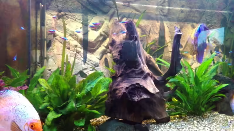 Pflanzen im Aquarium Becken 32360 von Kunibert Schäfer (8)