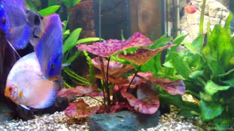 Pflanzen im Aquarium Becken 32360 von Kunibert Schäfer (9)