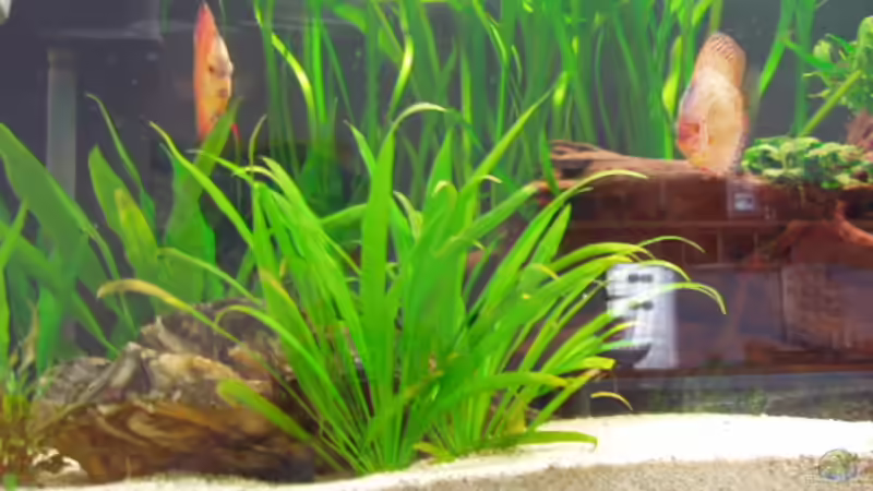 Pflanzen im Aquarium Becken 3240 von Ronny Derndorfer (18)