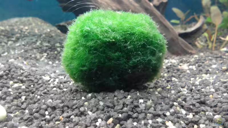 Pflanzen im Aquarium Becken 32411 von DBS (2)