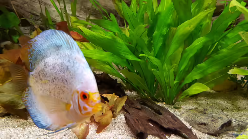 Pflanzen im Aquarium Becken 32431 von Günter+Karin (19)