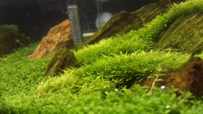 Pflanzen im Aquarium Becken 32481 von hondatec (2)