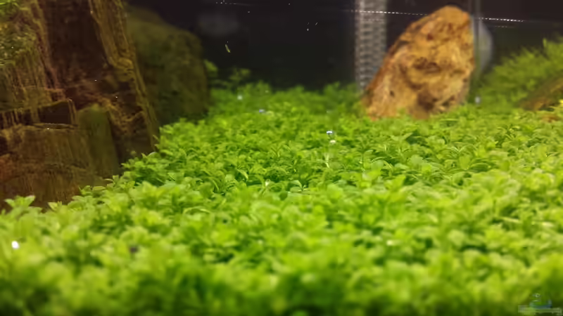 Pflanzen im Aquarium Becken 32481 von hondatec (3)