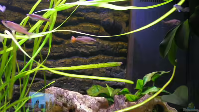 Pflanzen im Aquarium Becken 3268 von Bastian Nagel (3)