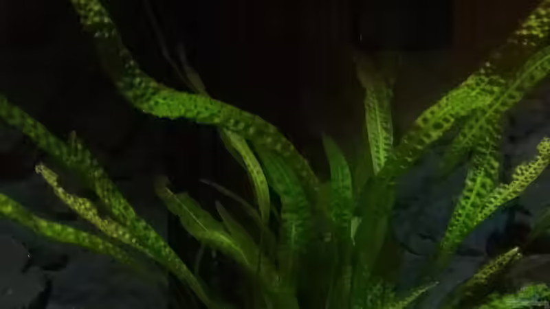 Pflanzen im Aquarium Becken 32694 von Guido Studtrucker (20)