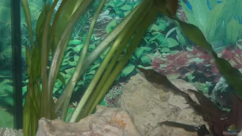 Pflanzen im Aquarium Becken 3275 von Bastian Burger (5)