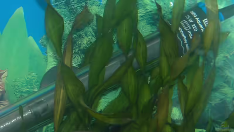 Pflanzen im Aquarium Becken 3275 von Bastian Burger (7) (12)