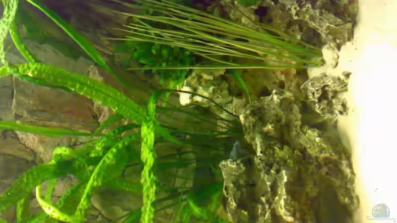 Pflanzen im Aquarium Becken 3276 von der Preusse (10)