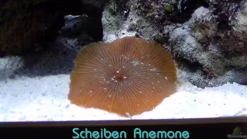 Pflanzen im Aquarium Becken 3278 von René Geisler (6)