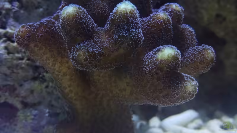 Pflanzen im Aquarium Becken 32784 von schilli (2)