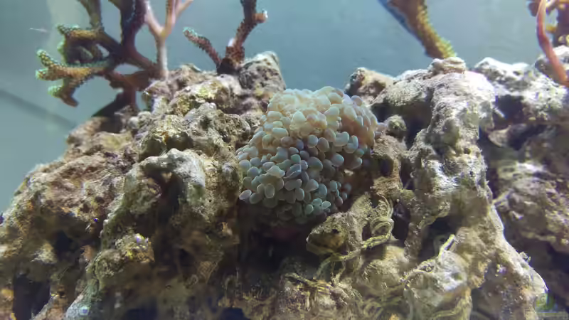 Pflanzen im Aquarium Becken 32784 von schilli (3)