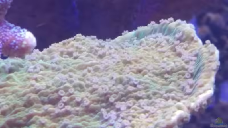 Pflanzen im Aquarium Becken 32784 von schilli (4)