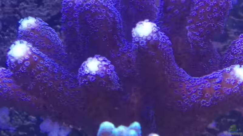 Pflanzen im Aquarium Becken 32784 von schilli (5)