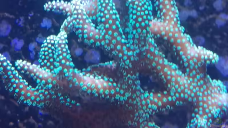 Pflanzen im Aquarium Becken 32784 von schilli (7)