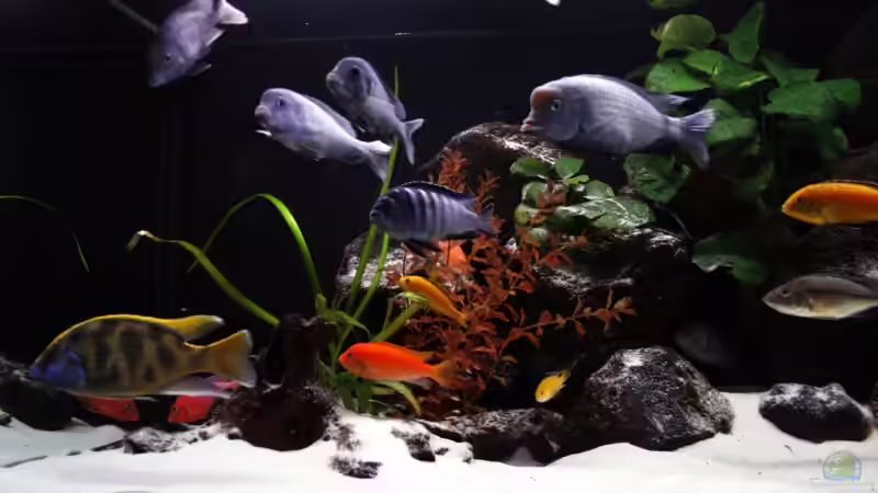 Pflanzen im Aquarium Becken 3280 von meerwasser-gb (13)