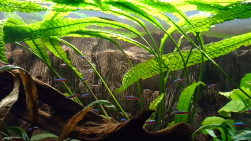 Pflanzen im Aquarium Becken 3283 von Pierre Weihmann (3)