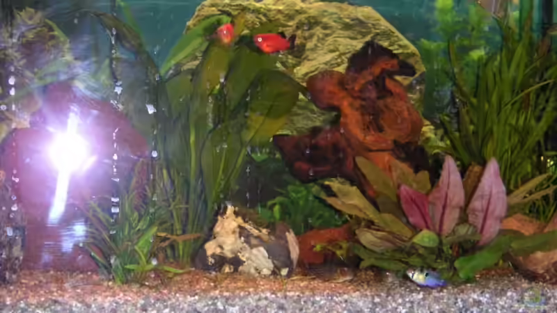 Pflanzen im Aquarium Becken 3286 von Kai Himmelreich (3)